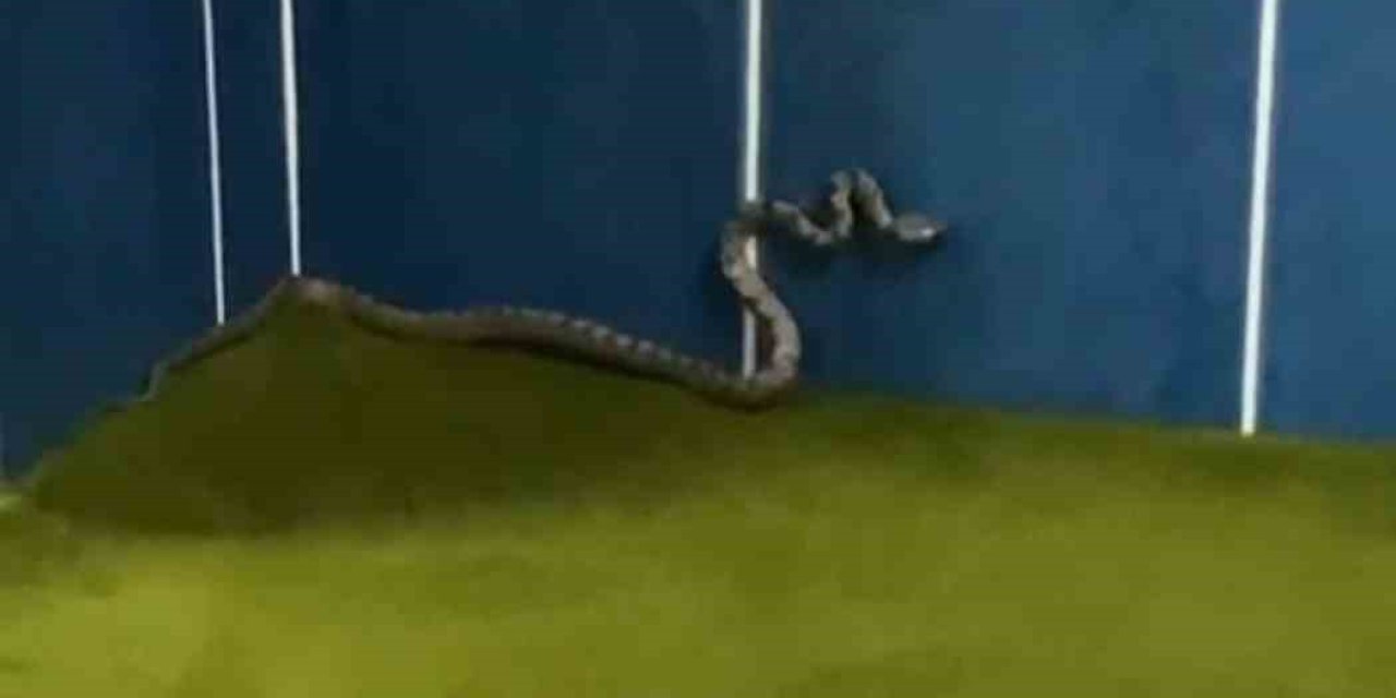 Antalya’da Camiyi Yılanlar Bastı