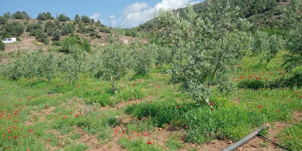Eskişehir’de Zeytin Ağaçları Çiçek Açtı