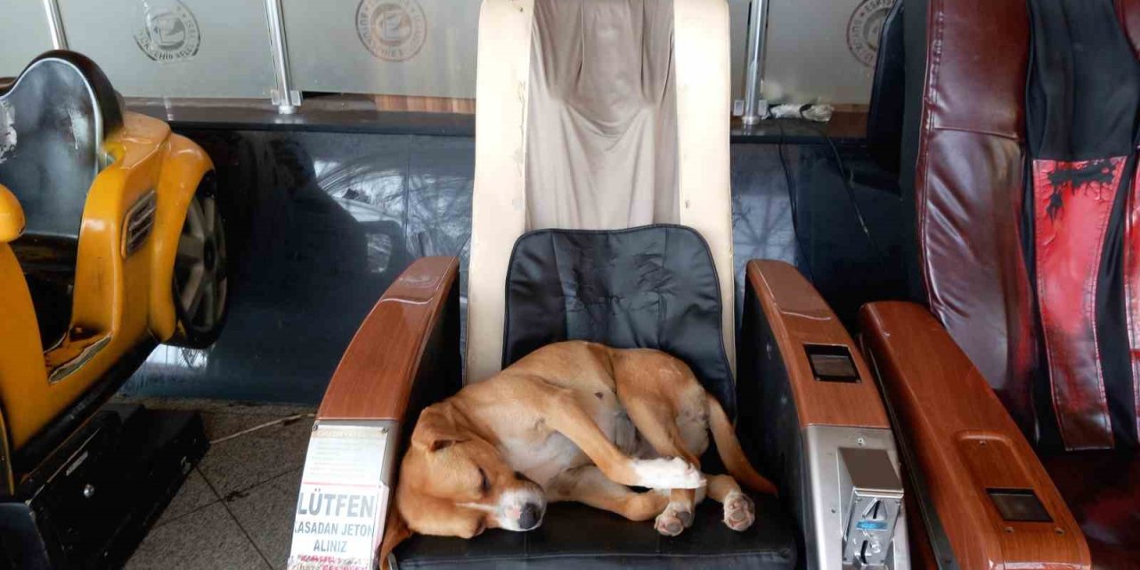 Eskişehir Şehirlerarası Otobüs Terminali’ndeki Sevimli Köpek Vatandaşların İlgi Odağı Oldu