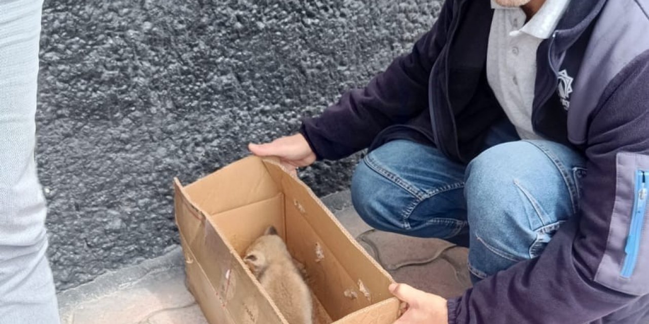 Beyşehir’de Bitkin Vaziyette Bulunan Tilki Yavrusu Koruma Altına Alındı