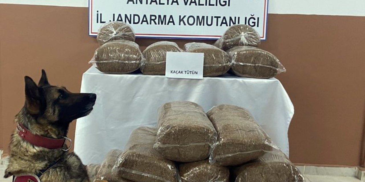 230 Kilogram Kaçak Tütün Ele Geçirildi