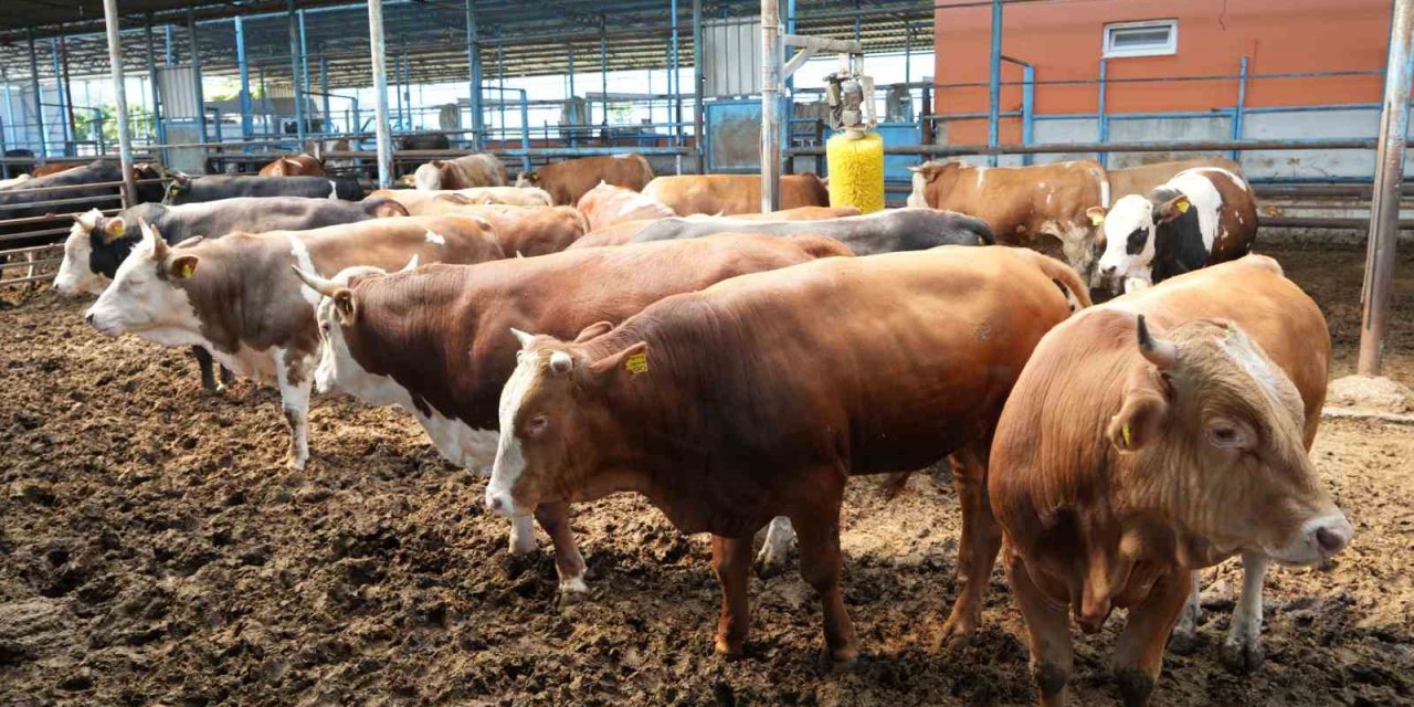 Ayhan: "türkiye’de Hayvancıların Yüzde 95’i Ruhsatsız Çalışıyor"