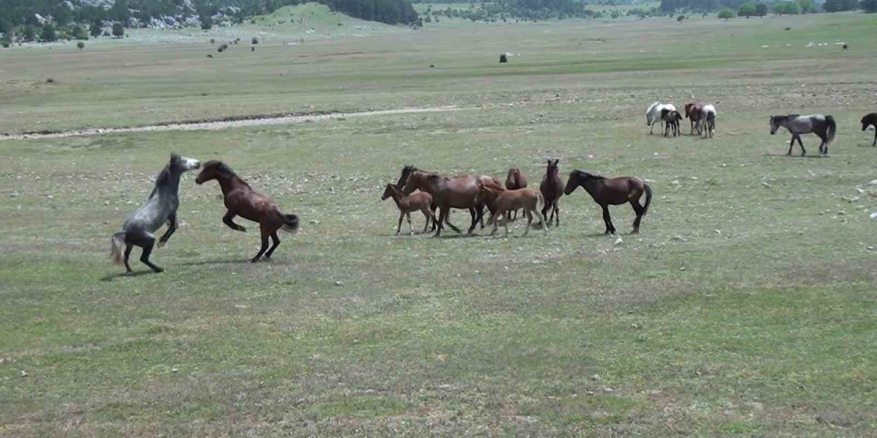 Antalya’nın Yılkı Atları