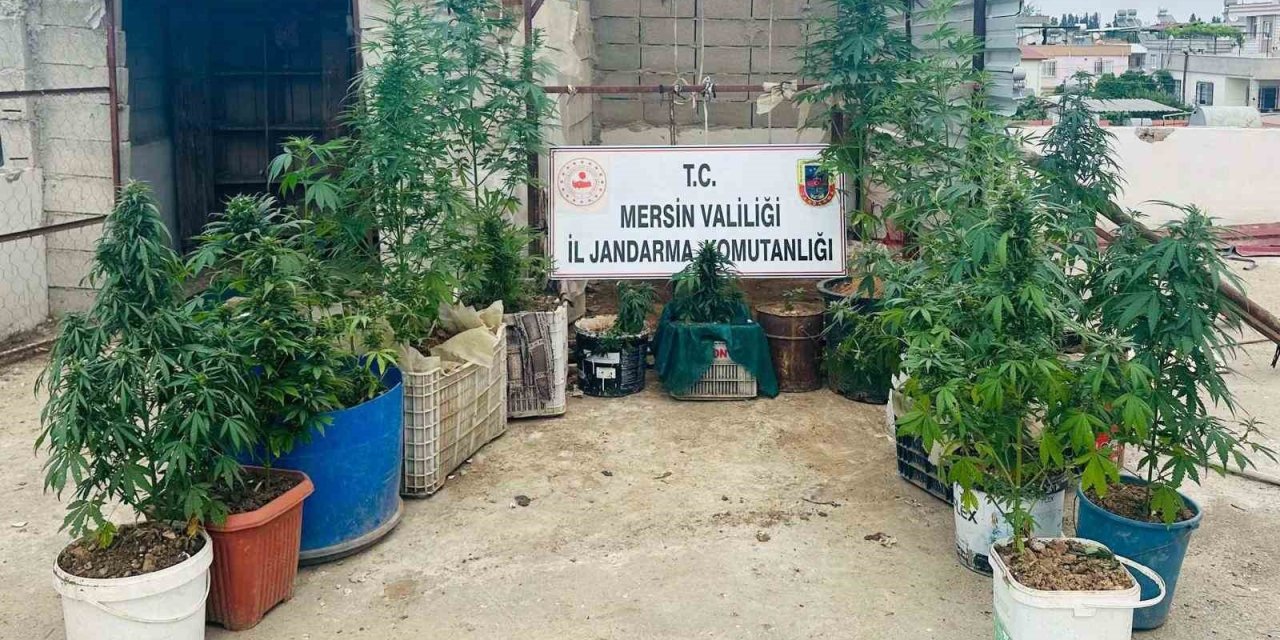 Kovalarda Uyuşturucu Yetiştiren 2 Şüpheli Yakalandı