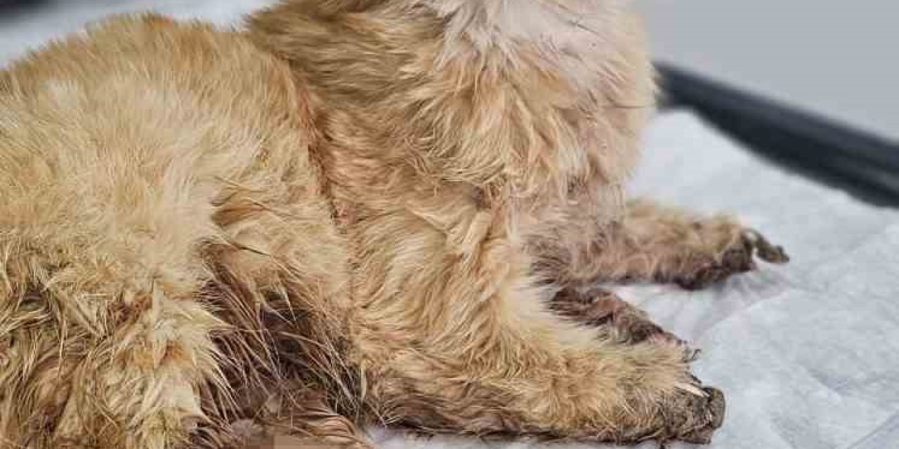 Kayseri’de Bacakları Kesilmiş Bir Kedi Bulundu