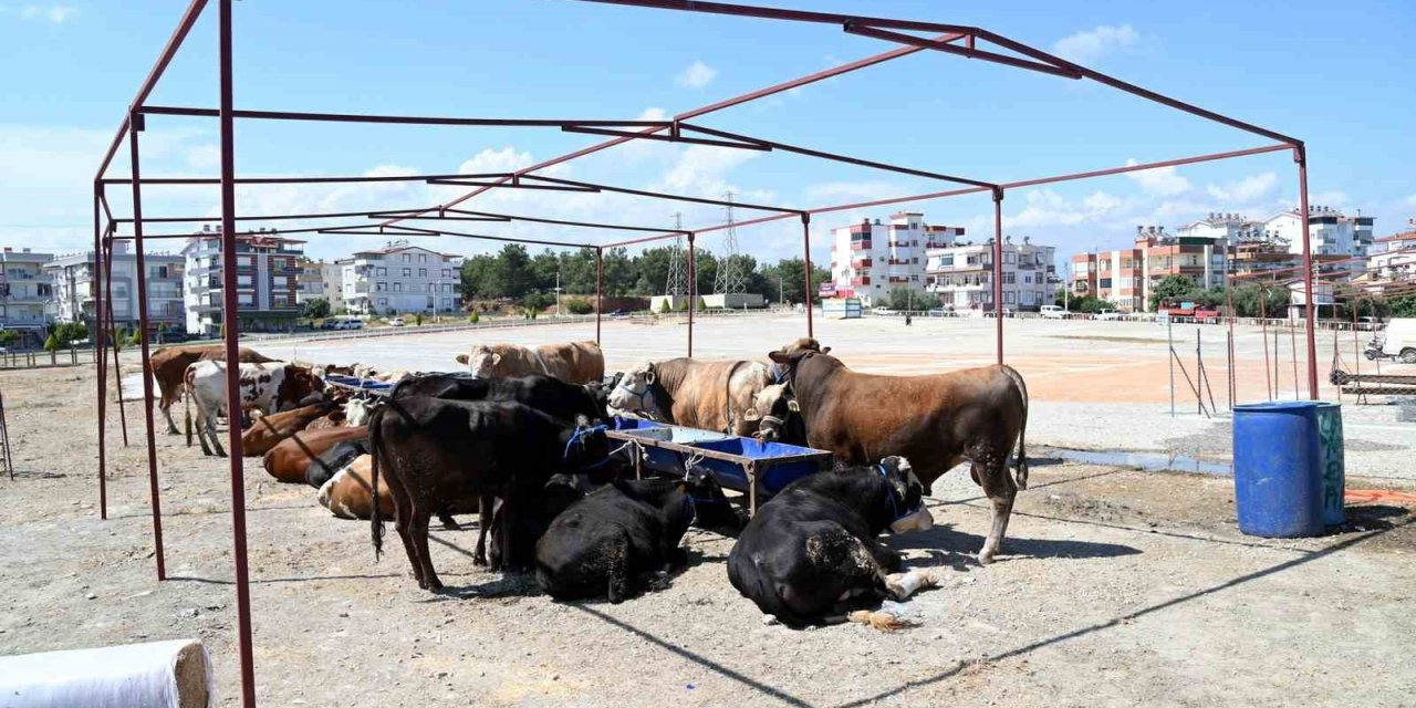 Manavgat Belediyesi Kurban Bayramı Hazırlıklarını Başlattı