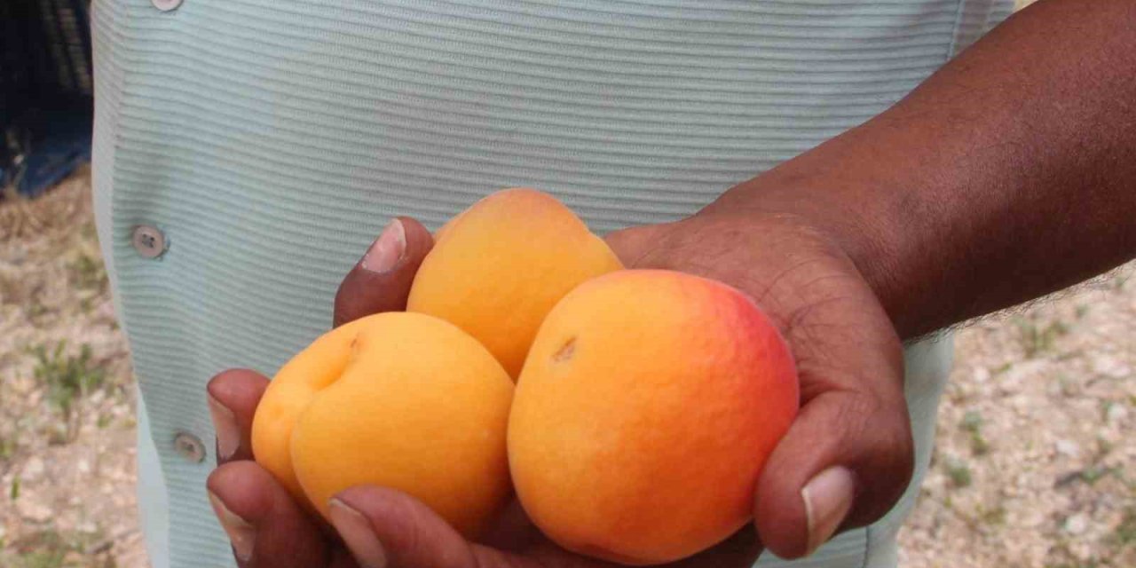 Hal Başkanı Zeki Cüce: "denetimler Kayıt Dışını Önledi"