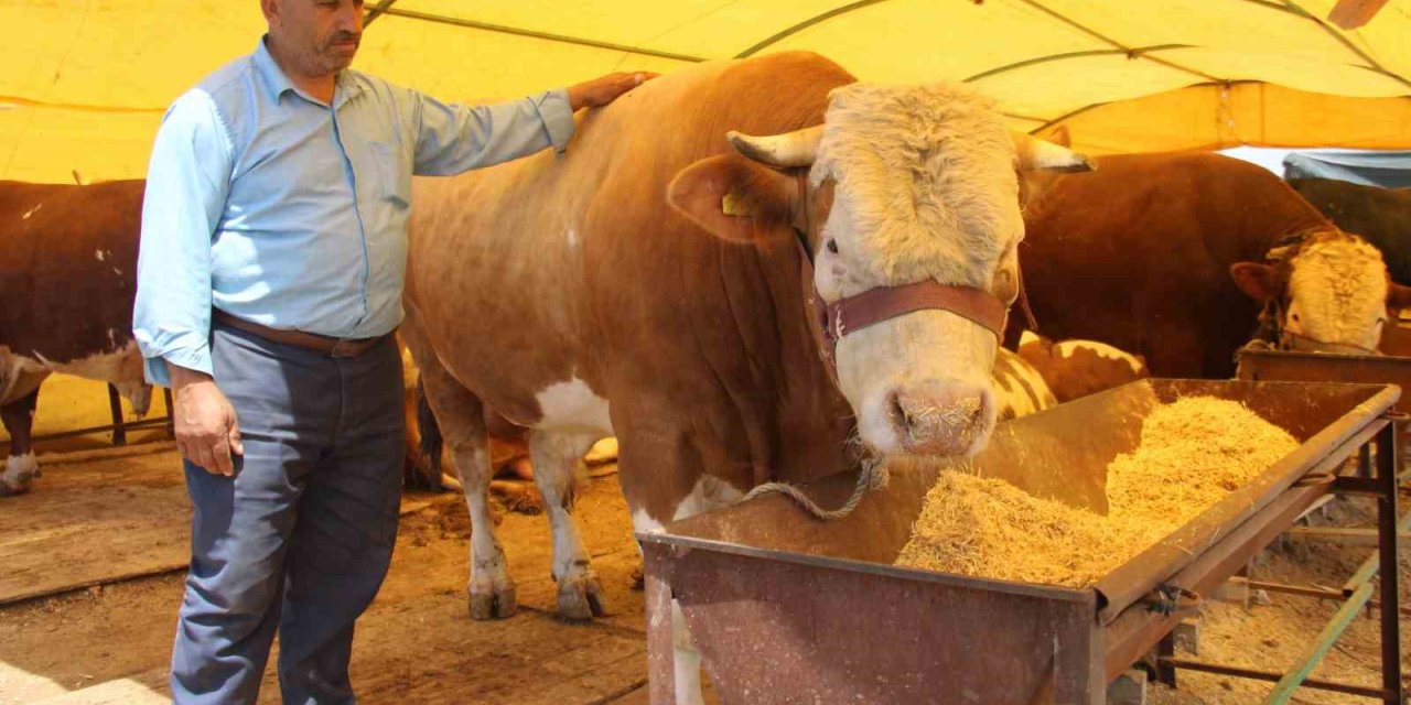 Pazarın Şampiyonu Alıcısını Bekliyor