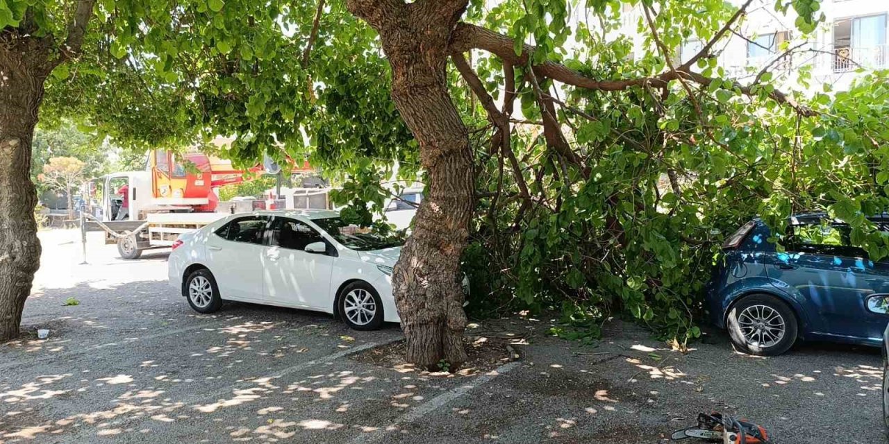 Dut Ağacının Kırılan Dalı Otomobillerin Üzerine Düştü