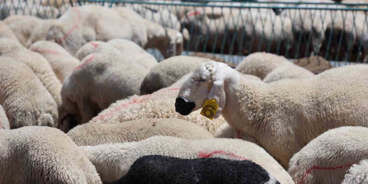 Kaliteli Kurban Seçmek İçin Uzmanlardan Öneri