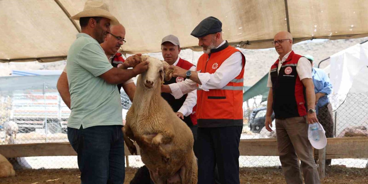 Kayseri’de Tek, Türkiye’ye İse Örnek Olan Profesyonel Kurban Hizmeti Bayrama Hazır