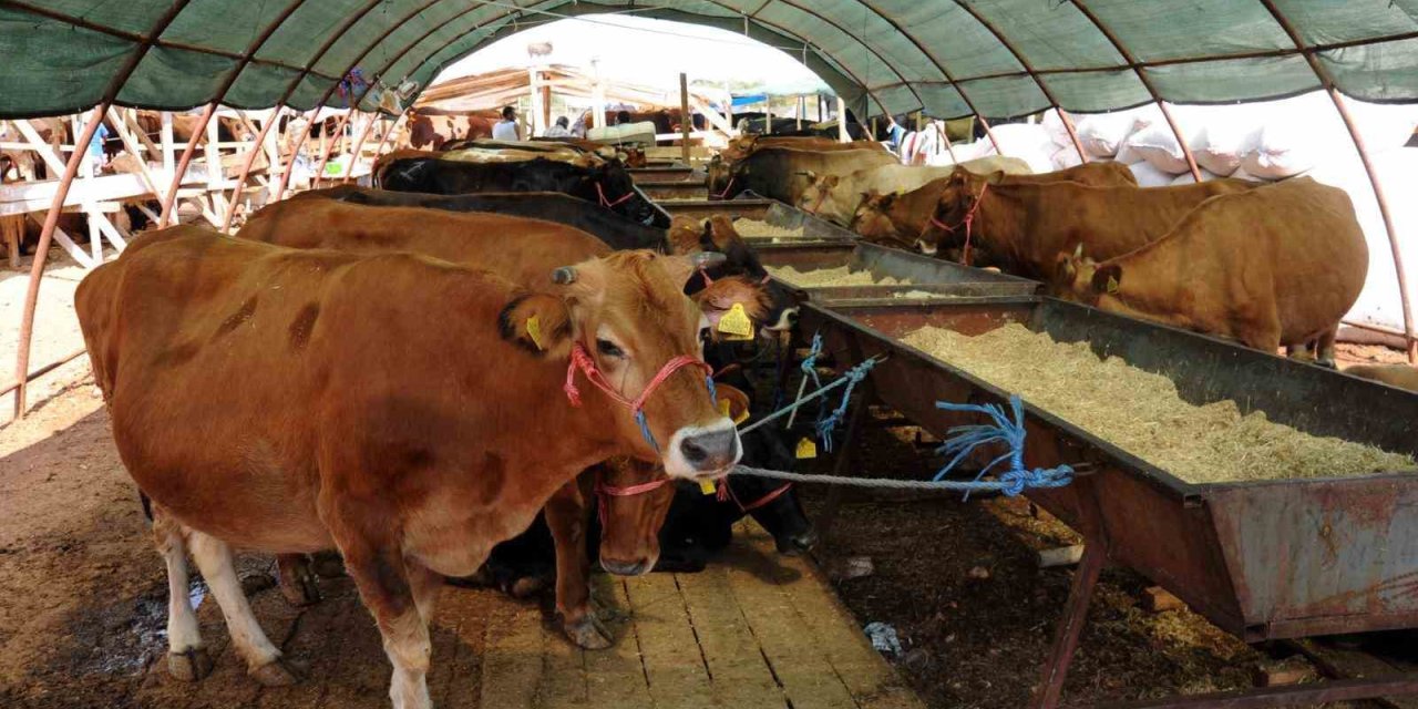 Kepez’de 9 Noktada Kurban Kesimi Yapılacak