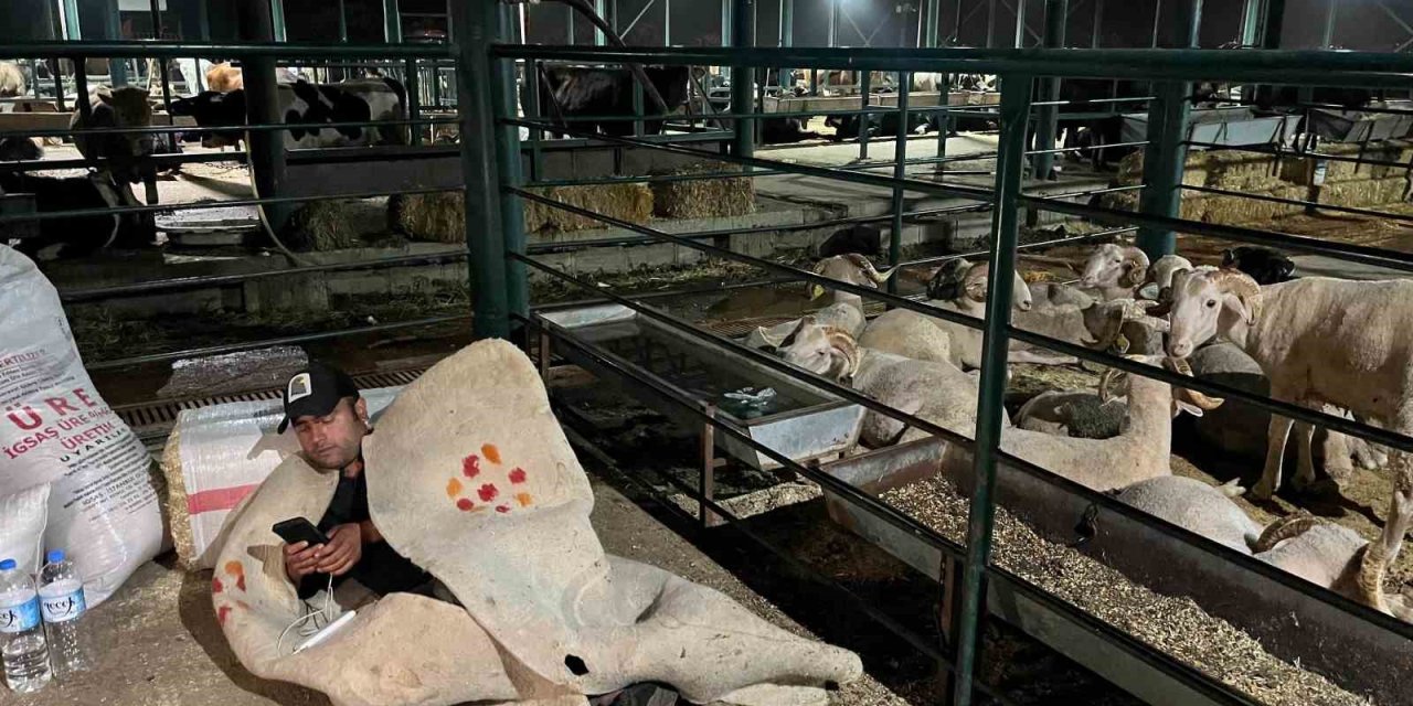 Hayvan Satıcıları Yatacakları Bir Yatağa Hasret