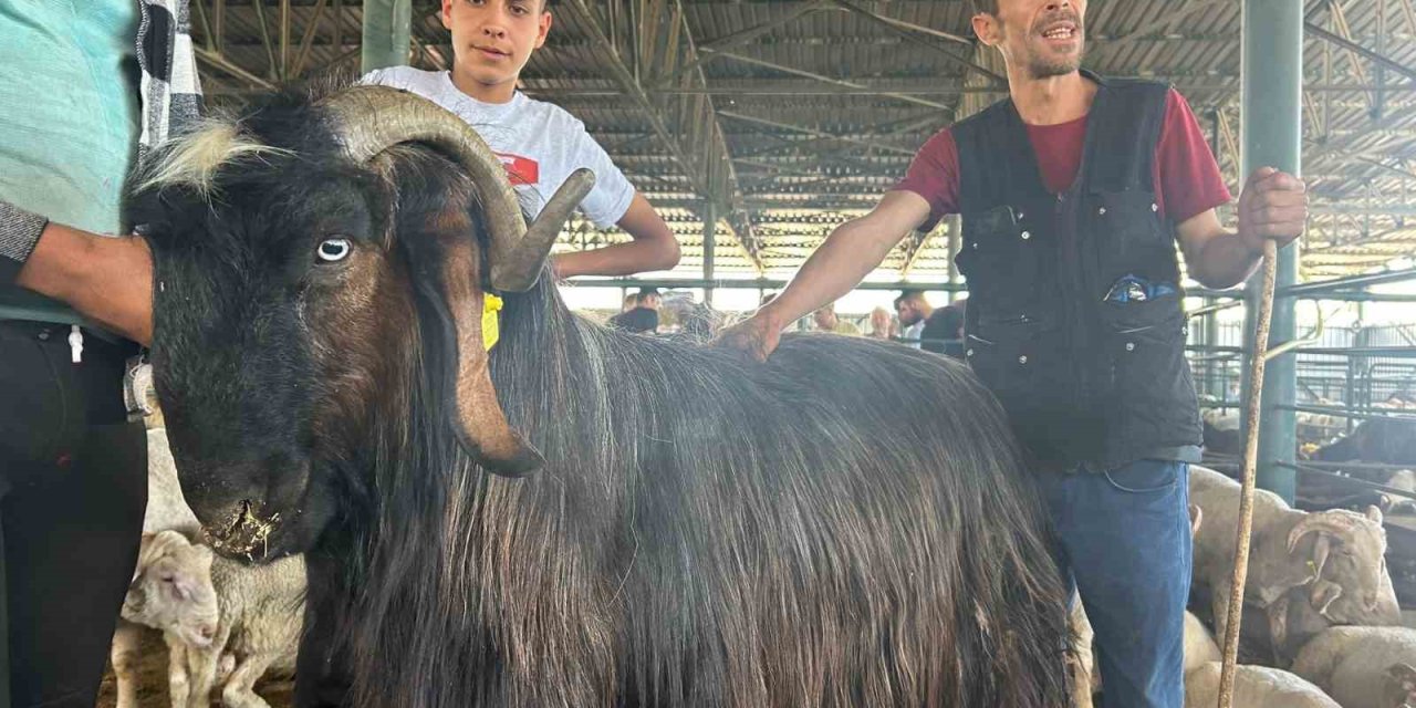 Haber Olan ‘karaoğlan’ Yurt Dışına Satıldı