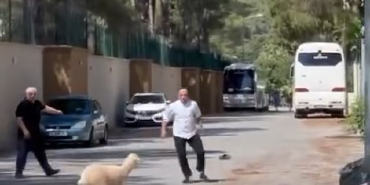 Kurban Bayramı’nda Manzara Değişmedi, ’firari Kurbanlıklar’ Sahiplerine Ter Döktürdü