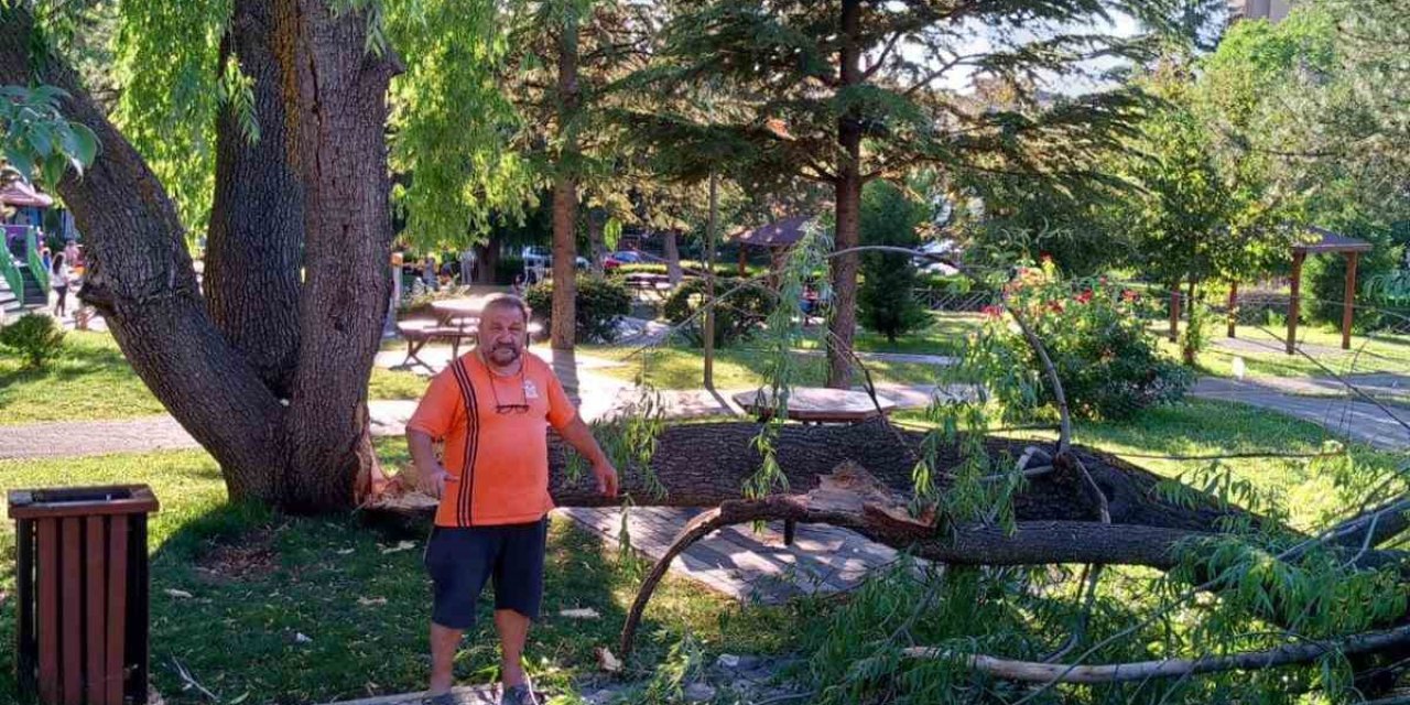 Söğüt Ağacının Boş Alana Devrilmesi Faciayı Önledi