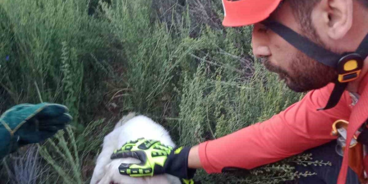 Kuyuya Düşen Köpeği Akut Ekipleri Kurtardı