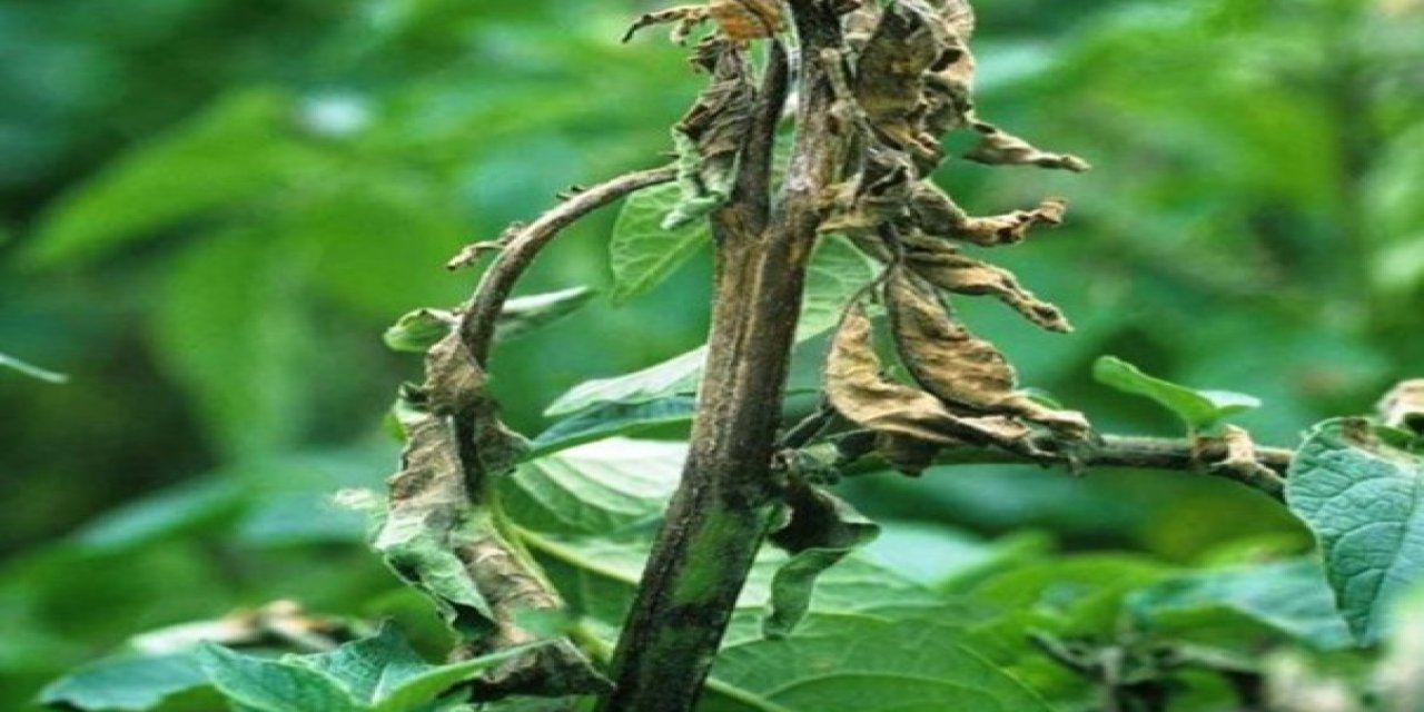 Patates Üreticilerine "mildiyö" Uyarısı