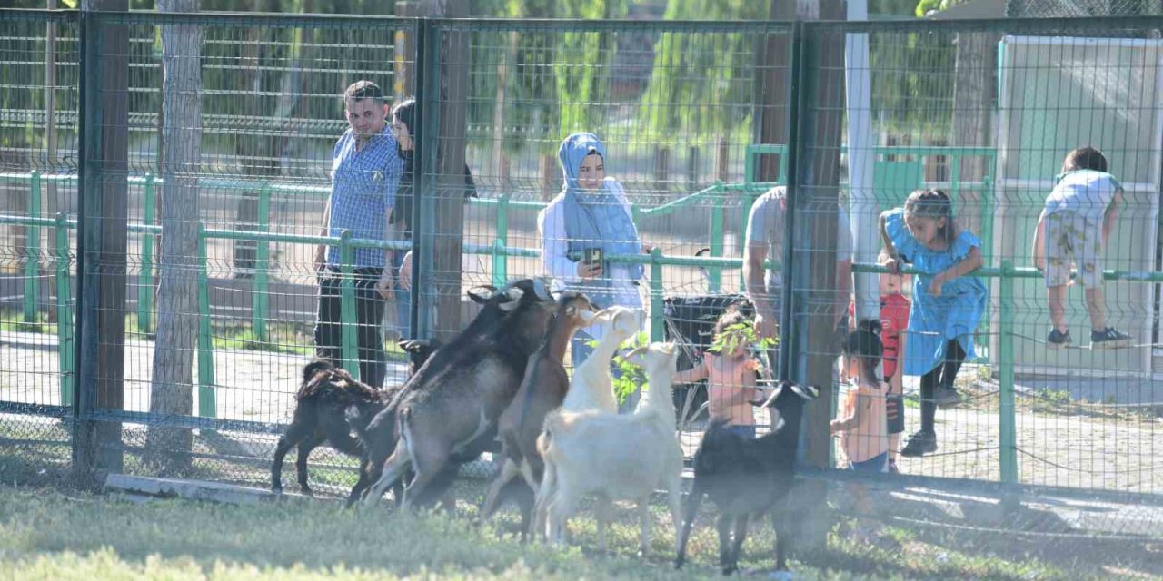 Büyükşehir Hayvanat Bahçesi’nin Misafirlerine Bayramda Ziyaretçi Akını