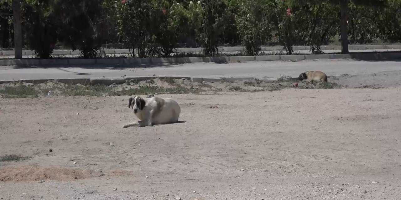 Niğde’de Kuduz Şüphesi Olan Köpeğin Testi Negatif Çıktı