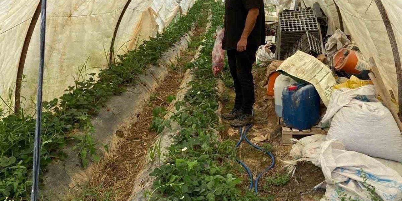 Gazipaşa’da Arazilerde Hastalık Ve Zararlı Kontrolü Yapıldı