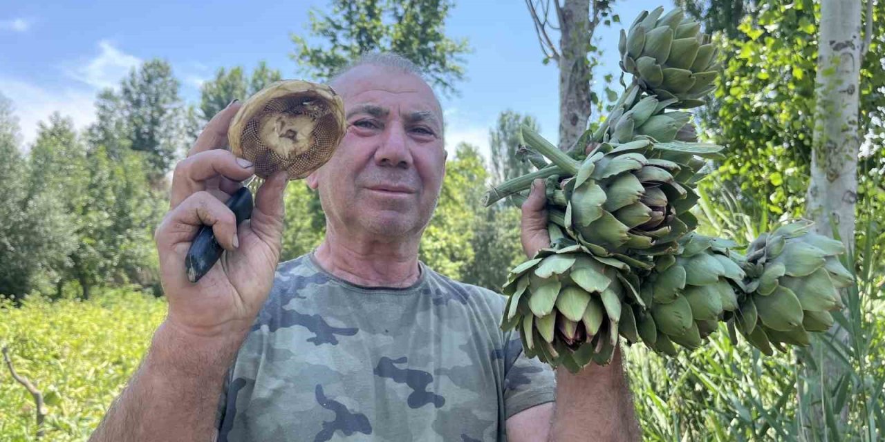 Sarıcakaya’da Ürettiği Enginarları Yok Satıyor