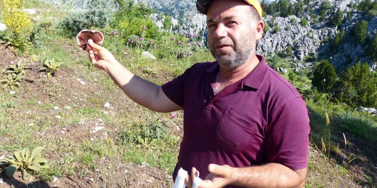 Toroslar'da "mor mantar" toplama zamanı