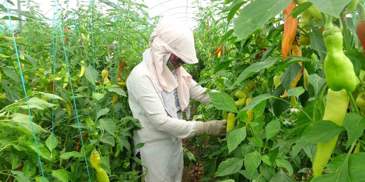 Serada Çalışan İşçiler Sıcakta Bunalıyor