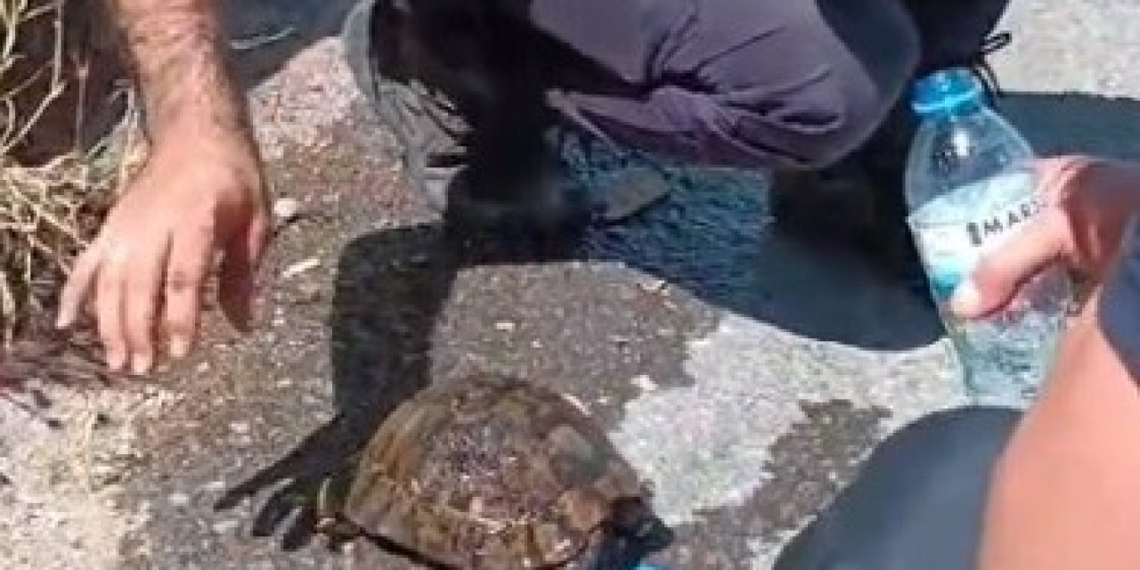 Alevlerin Ortasında Kalan Kaplumbağaya Ekiplerden Yardım Eli
