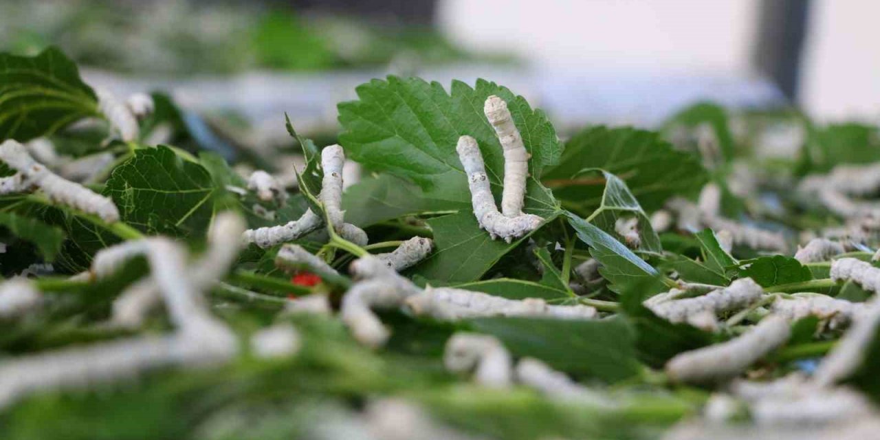 Sapadere İpek Böcekleriyle Yeniden Canlanıyor