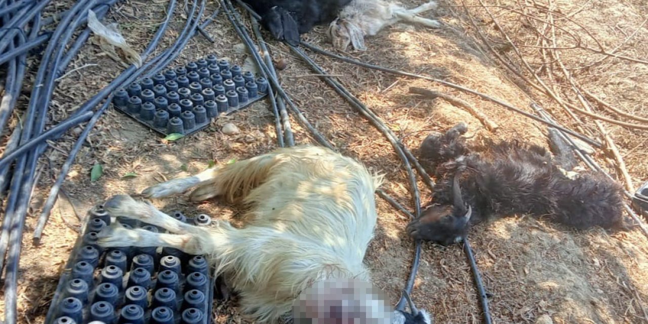 Gazipaşa’da Bahçeye Giren Kurt Hayvanları Telef Etti