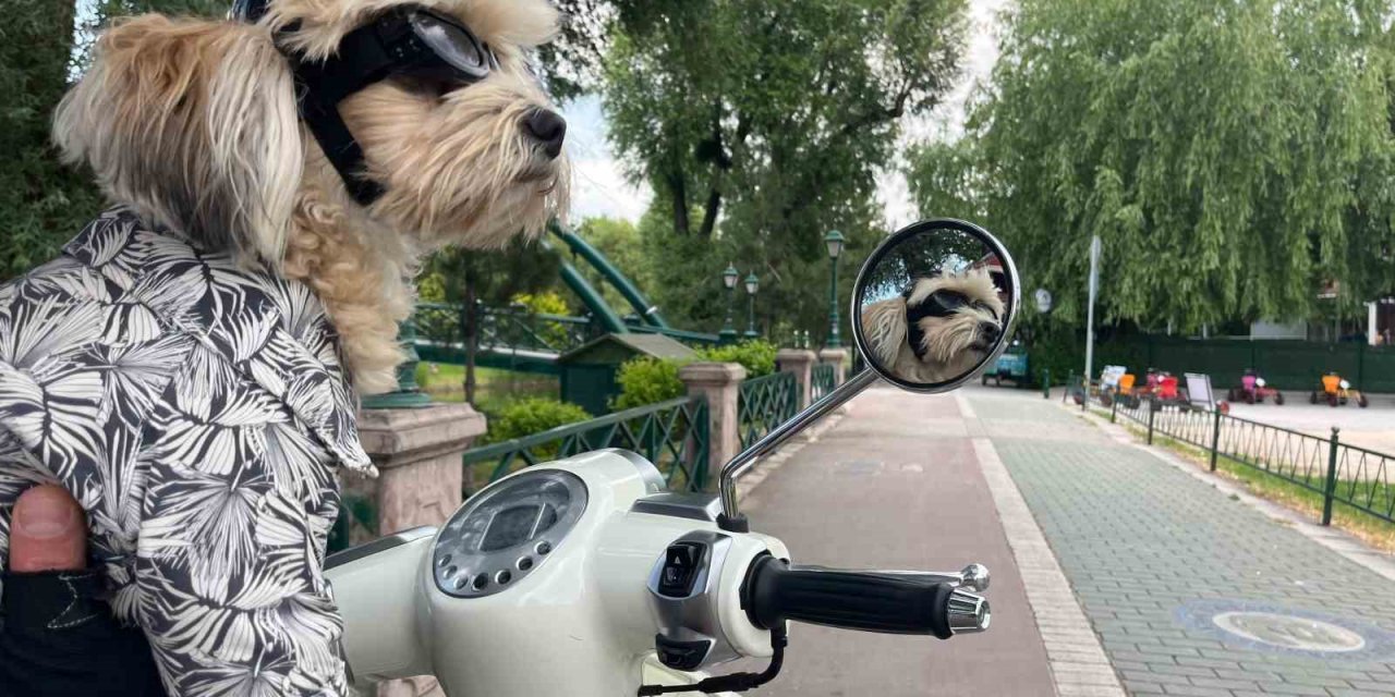 Motosiklet Tutkunu ’papi’ Herkesin İlgi Odağı Oldu