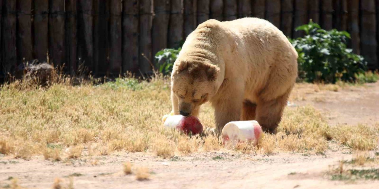 Ayılara Buzlu Kokteyl