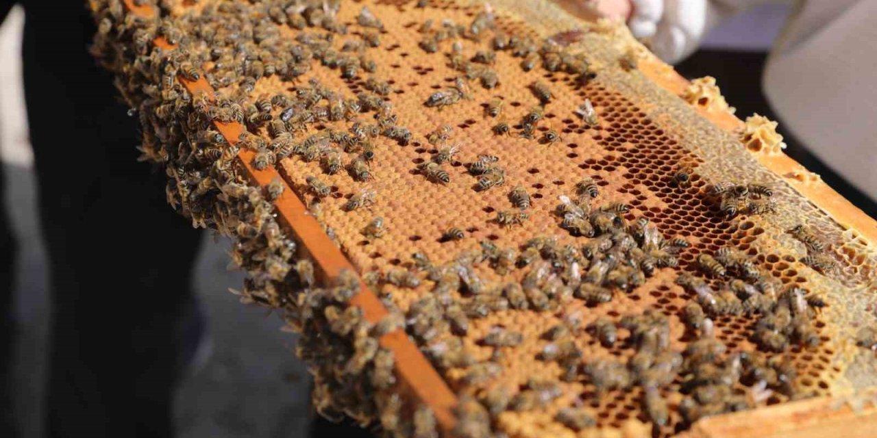 Niğde’de Bal Üreticilerine Damızlık Ana Arı Dağıtıldı