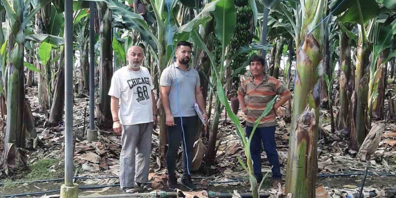 Gazipaşa’da Muz Bahçeleri İncelendi