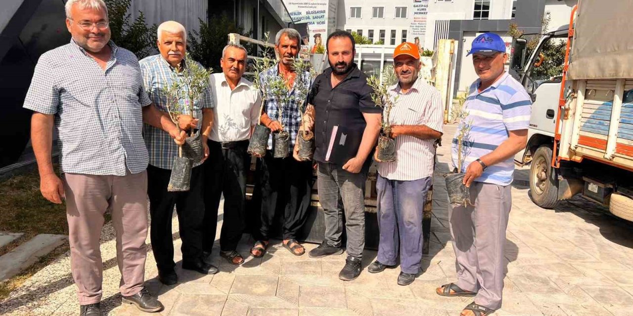 Gazipaşalı Çiftçilere Zeytin Fidanı Desteği