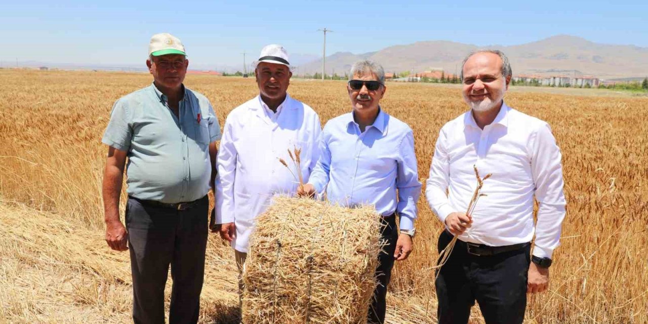 Üniversitenin Tarım Arazilerinde Buğday Hasadı Başladı