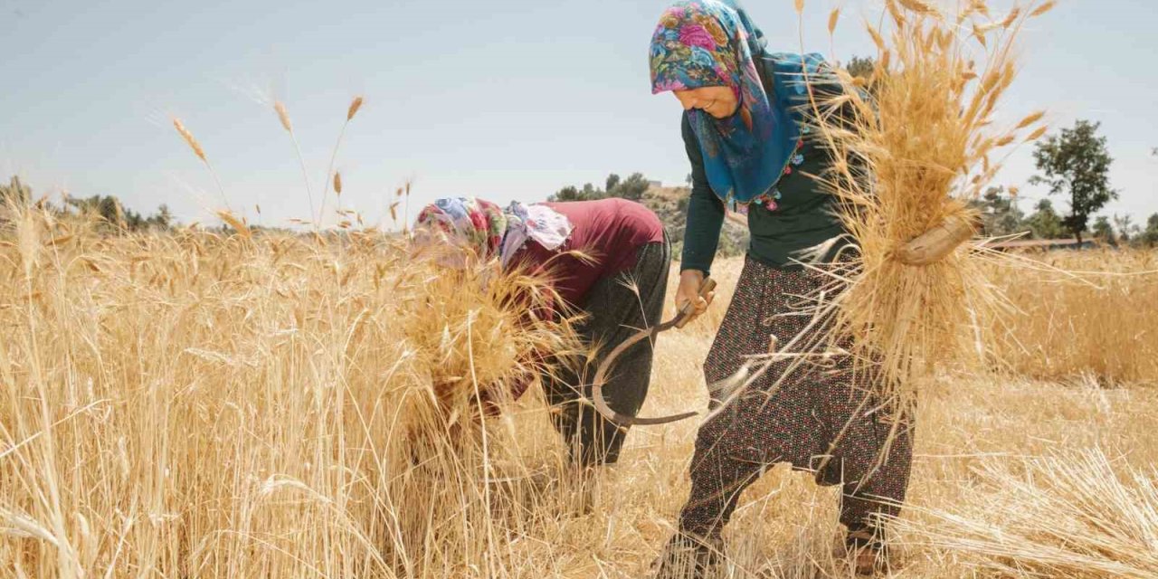 Mersin’de Ata Tohumlarının Hasadına Başlandı