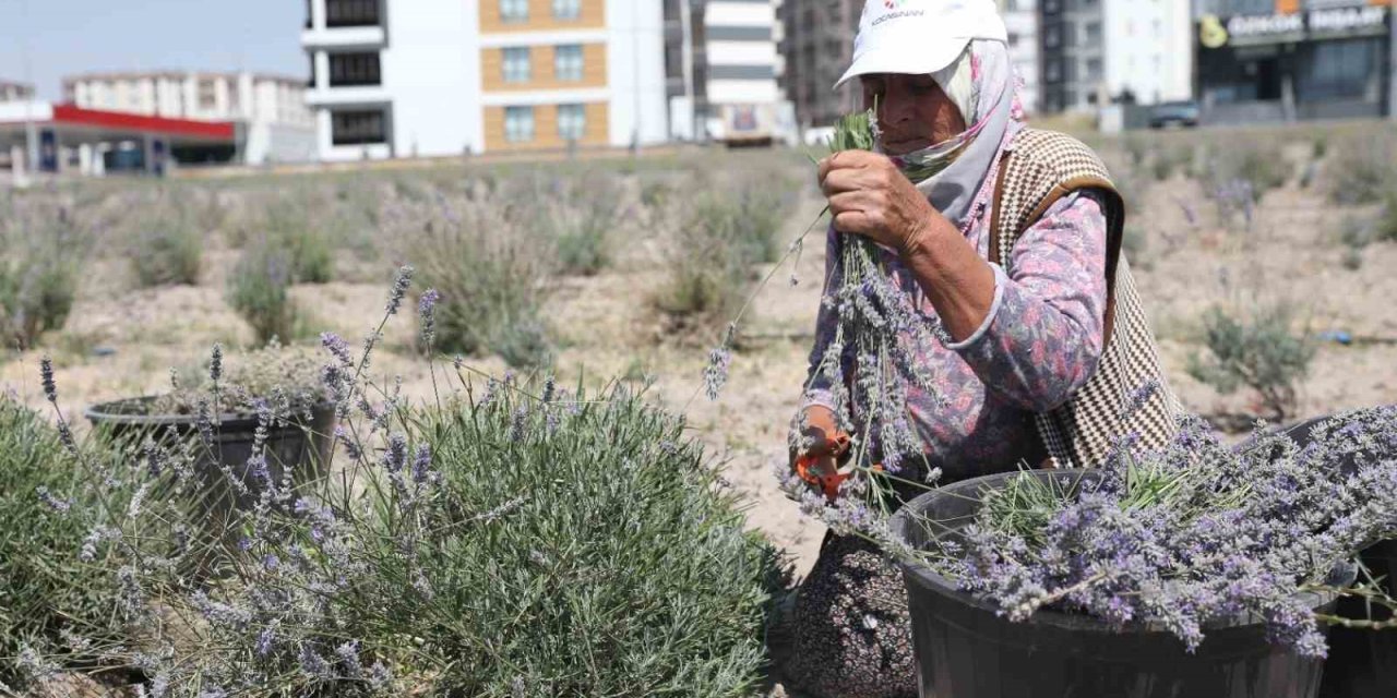 Kayseri’nin Parfüm Kokan Mahallesi: Erkilet