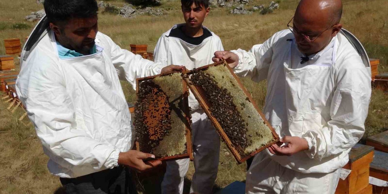 Sağım Başladı: Şifa Deposu Sedir Balı Arıcıların Yüzünü Güldürdü