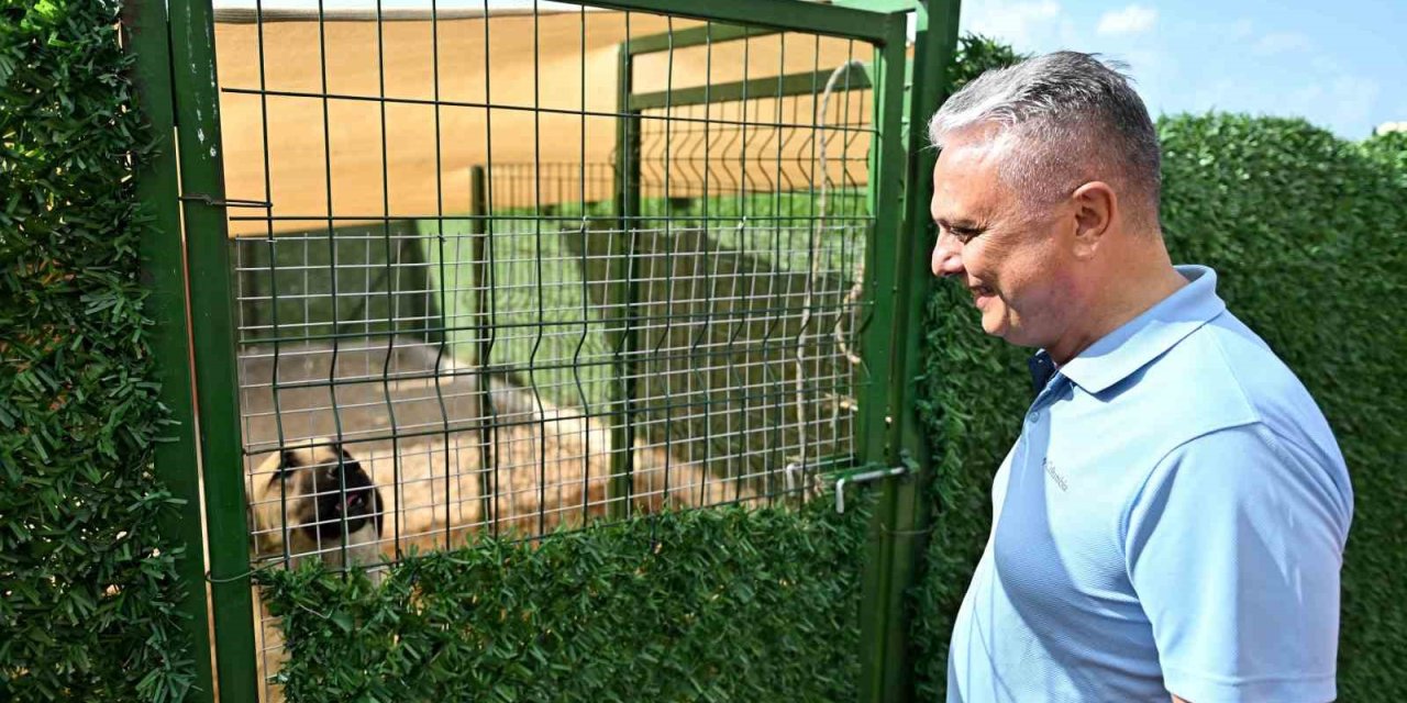 Muratpaşa Belediye Başkanı Uysal: "sokak Hayvanlarında Denge Sağlanmalı"