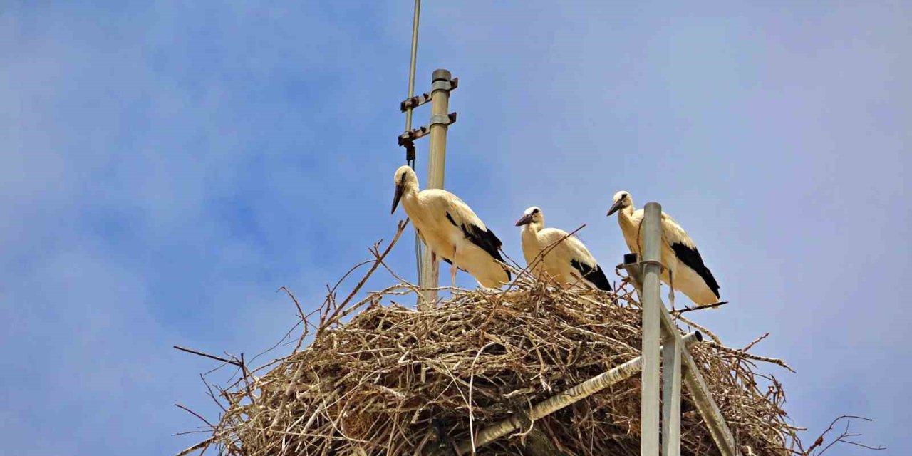 Baz İstasyonu 4 Leyleğin 10 Yıldır Vazgeçmediği Göç İstasyonu Oldu