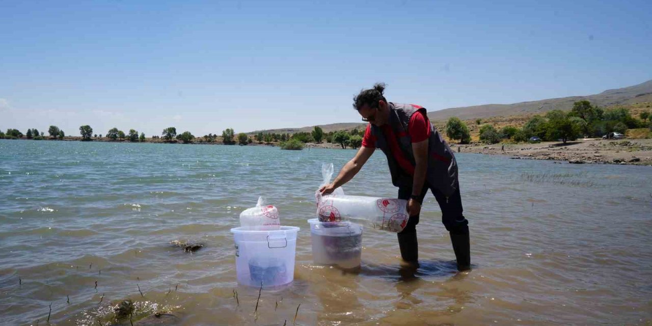 Niğde’deki Göletlere 52 Bin Balık Bırakıldı