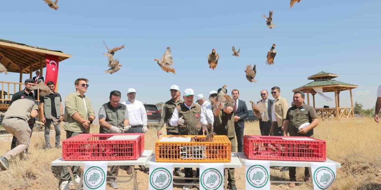 Aksaray’da 300 Keklik Doğaya Salındı