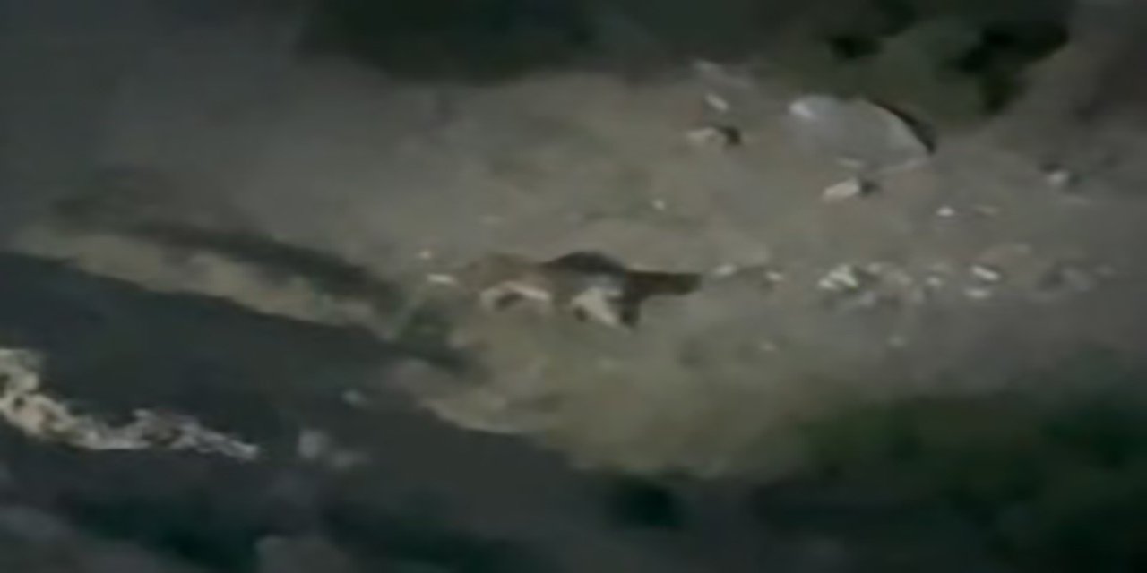 Nesli Tükenme Tehlikesi Altında Olan ‘anadolu Vaşağı’ Eskişehir’de Görüldü