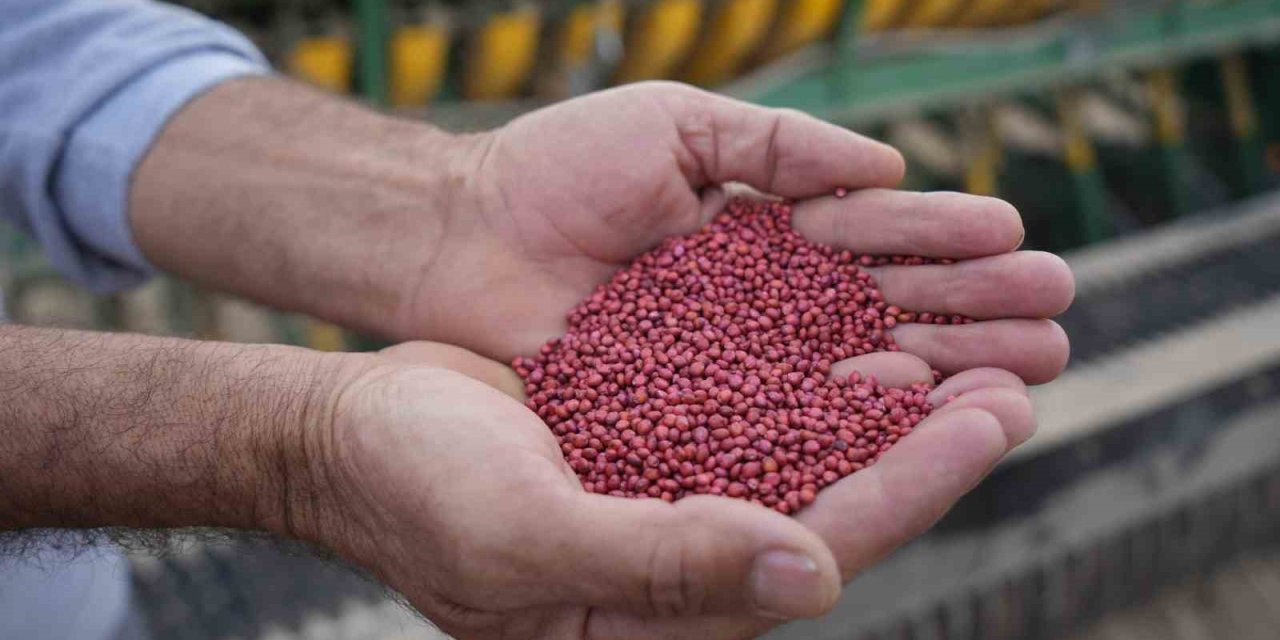 Kuraklığa Dayanıklı Sorgum Sudan Melez Otu, Hayvanların Süt Verimini Artırıyor