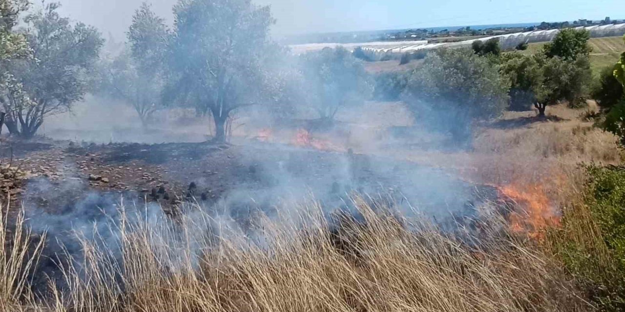 Çöplerden Çıkan Yangın, Zeytin Ağaçlarına Zarar Verdi
