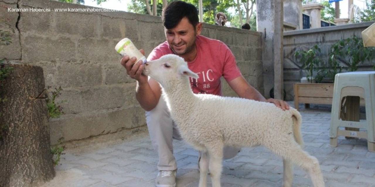 Karaman'da Kuzunun Evcil Hali Şaşırtıyor