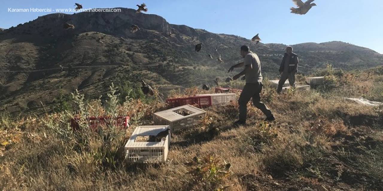 Karaman’da 2 Bin Kınalı Keklik Özgürlüğe Uçtu
