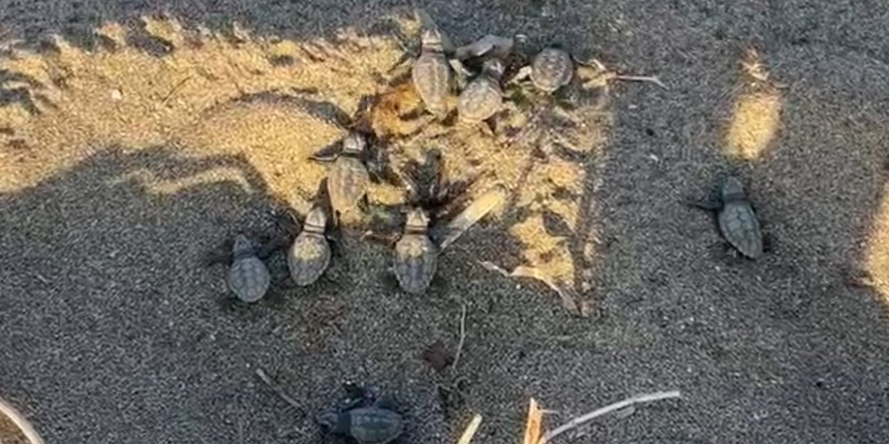 Alanya’da İlk Yavru Caretta Carettalar Denizle Buluştu